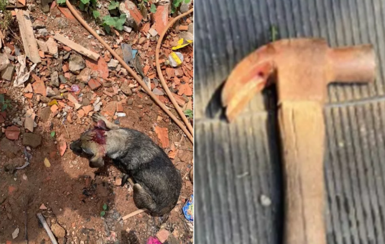 Homem é preso suspeito de dar marteladas na cabeça do próprio cachorro em Formosa