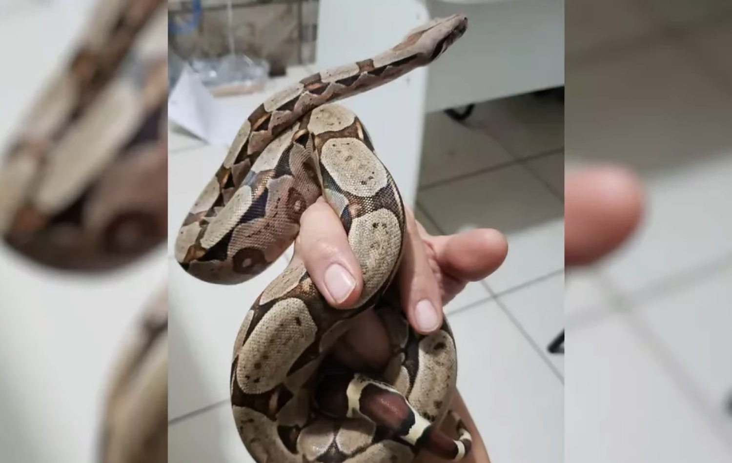 Briga de namorados acaba com foragido capturado e cobra apreendida, em Mineiros (GO)