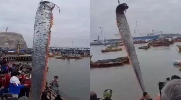 Aparição de peixe gigante 'amaldiçoado' preocupa chilenos; entenda