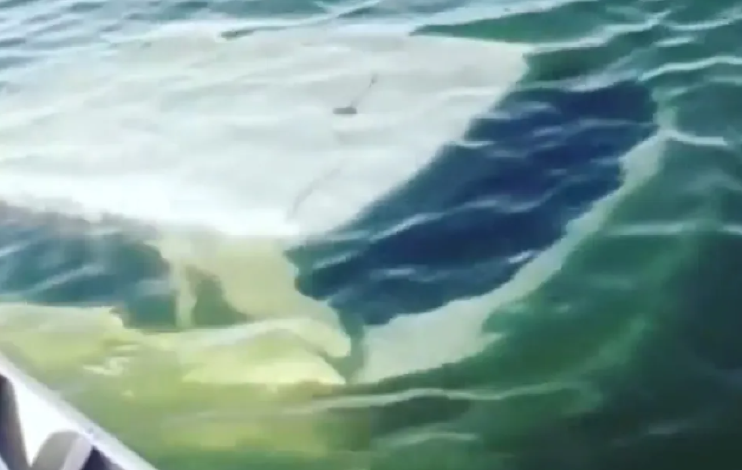 Funcionários de restaurante flutuante se surpreendem ao encontrar carro dentro do Lago Serra da Mesa, em Uruaçu