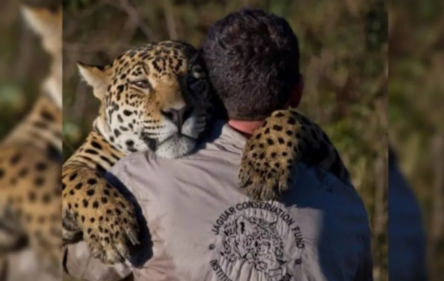 Instituto Onça-Pintada; local foi multado pela morte de 72 animais