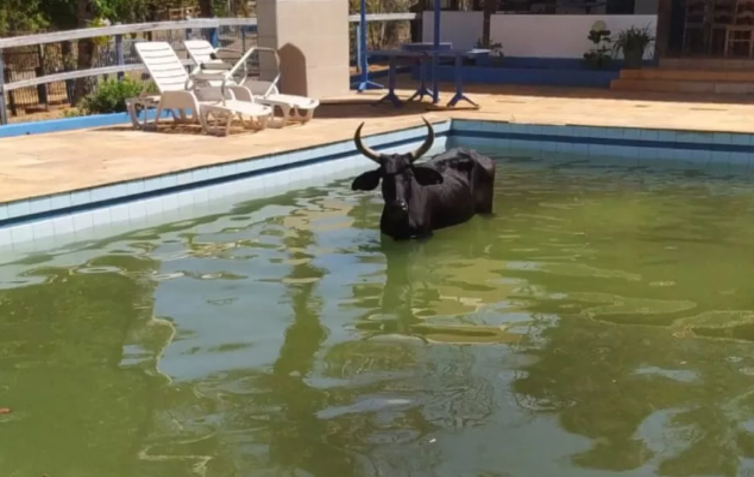 Vaca é resgatada após cair dentro de piscina em Anápolis