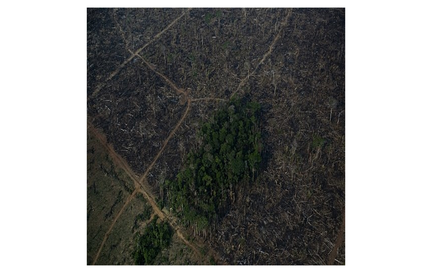 Desmatamento, garimpo e mais: veja os principais desafios do governo Lula no meio ambiente.