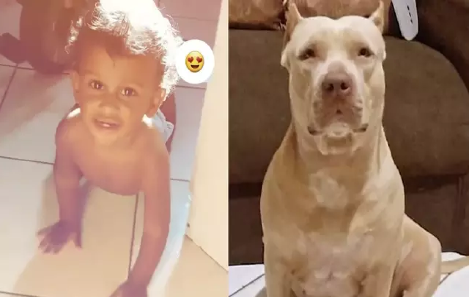 Bebê de dez meses morre após ser atacado por pitbull no Maranhão