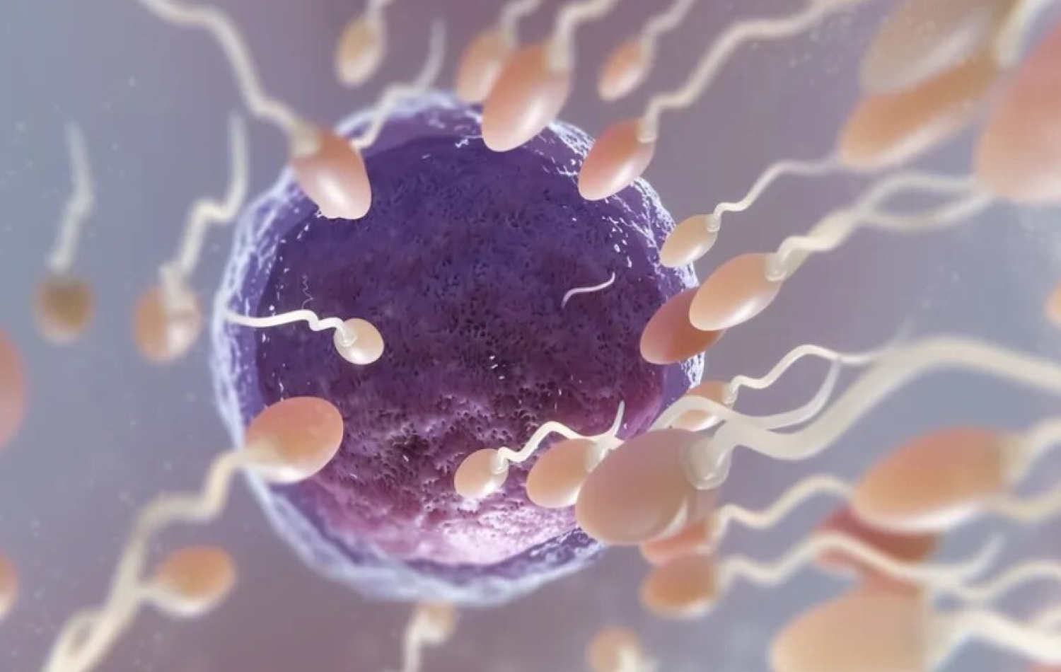 Cientistas desenvolvem pílula anticoncepcional masculina que impede que o espermatozoide nade até o óvulo