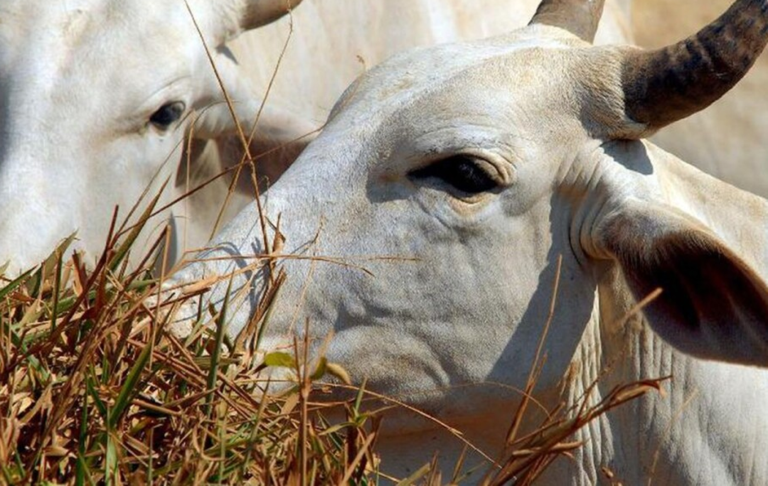 Vendas de carne bovina à China são suspensas após caso de vaca louca