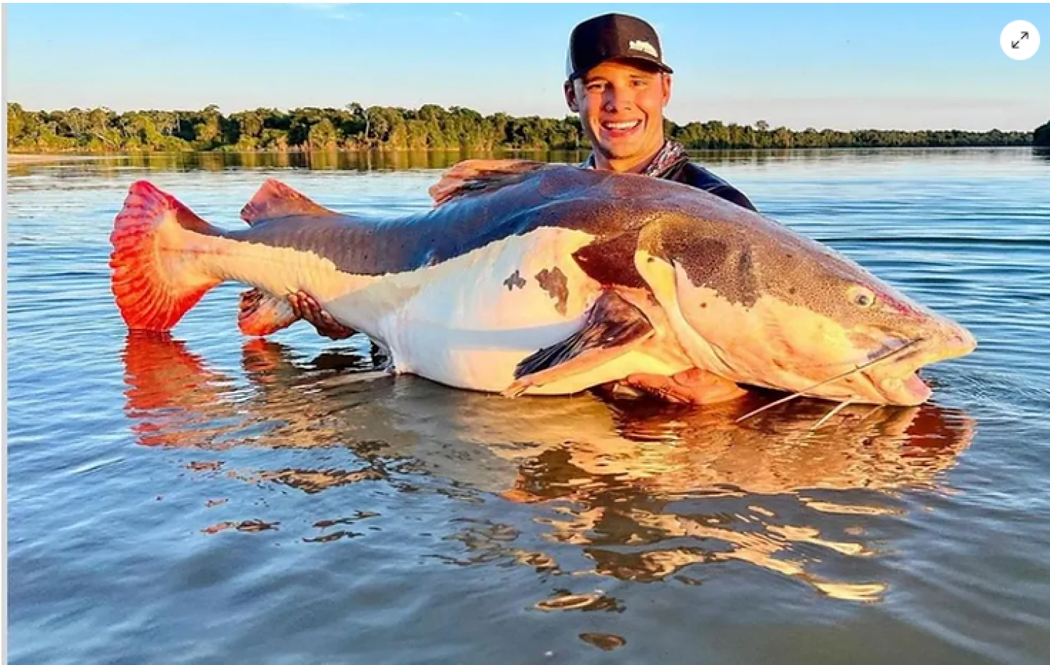 Empresário goiano recebe placa de recorde mundial após pescar pirarara de mais de 70kg