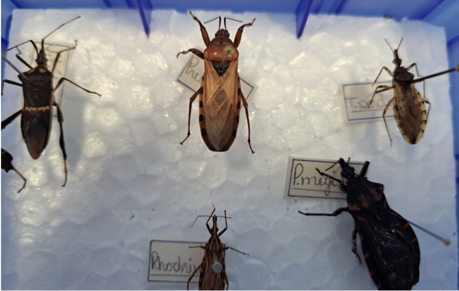Doença de Chagas causou mais de 230 mortes em Goiás neste ano, diz Secretaria da Saúde