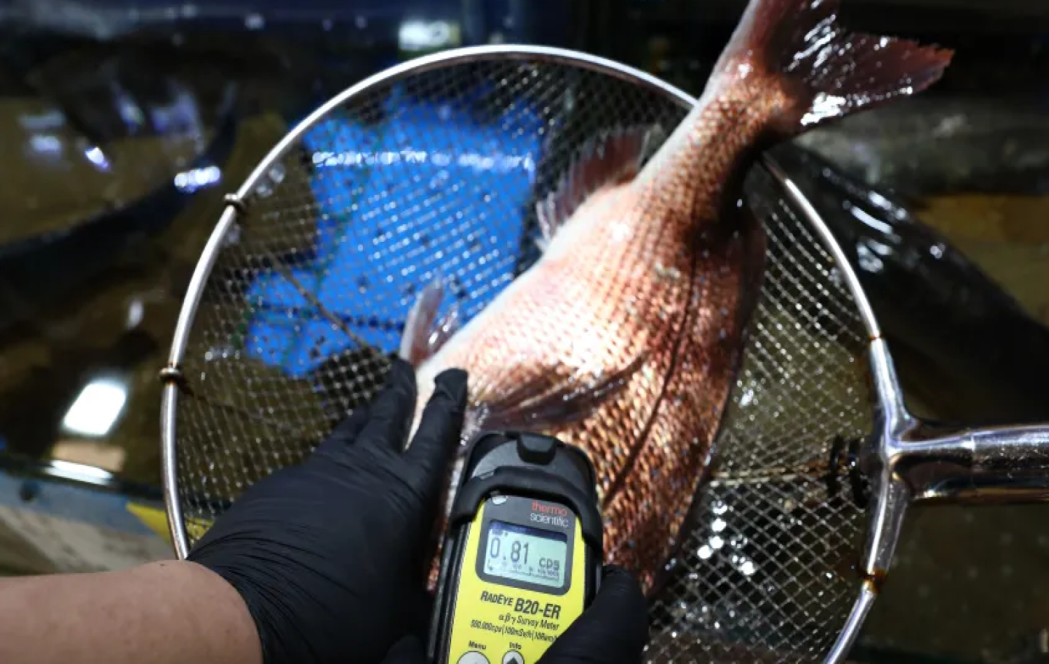 Radioatividade em peixes próximos a usina de Fukushima está 180 vezes acima do limite