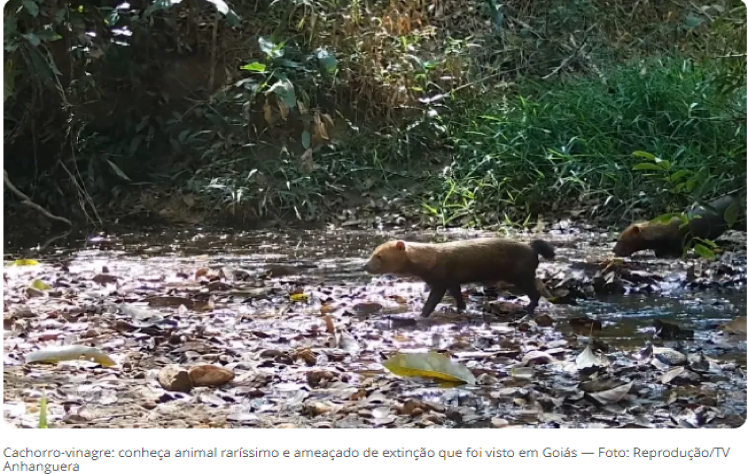 Cachorro-vinagre: conheça animal raríssimo e ameaçado de extinção que foi visto em Goiás