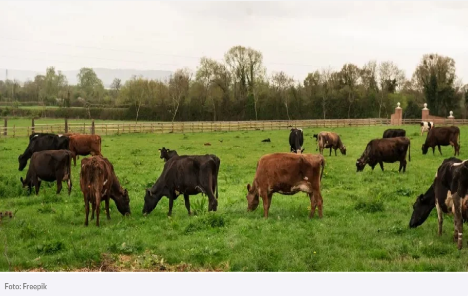 Mulher morre após ser pisoteada por 40 vacas no País de Gales