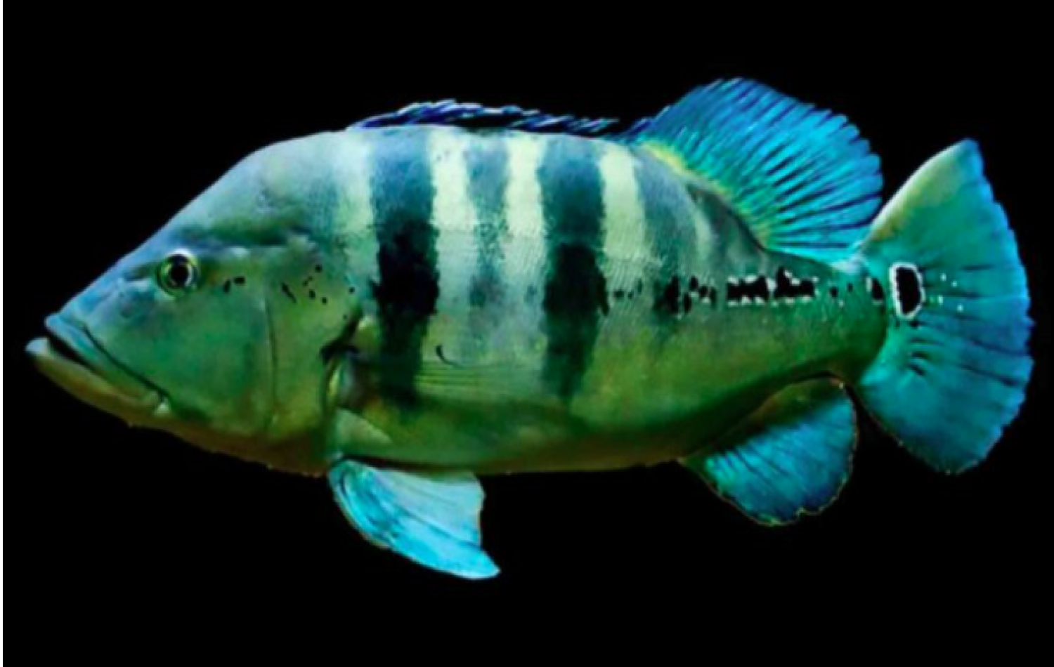Bioinvasão em rios de MS: peixes exóticos estão competindo com nativos e destruindo nascentes