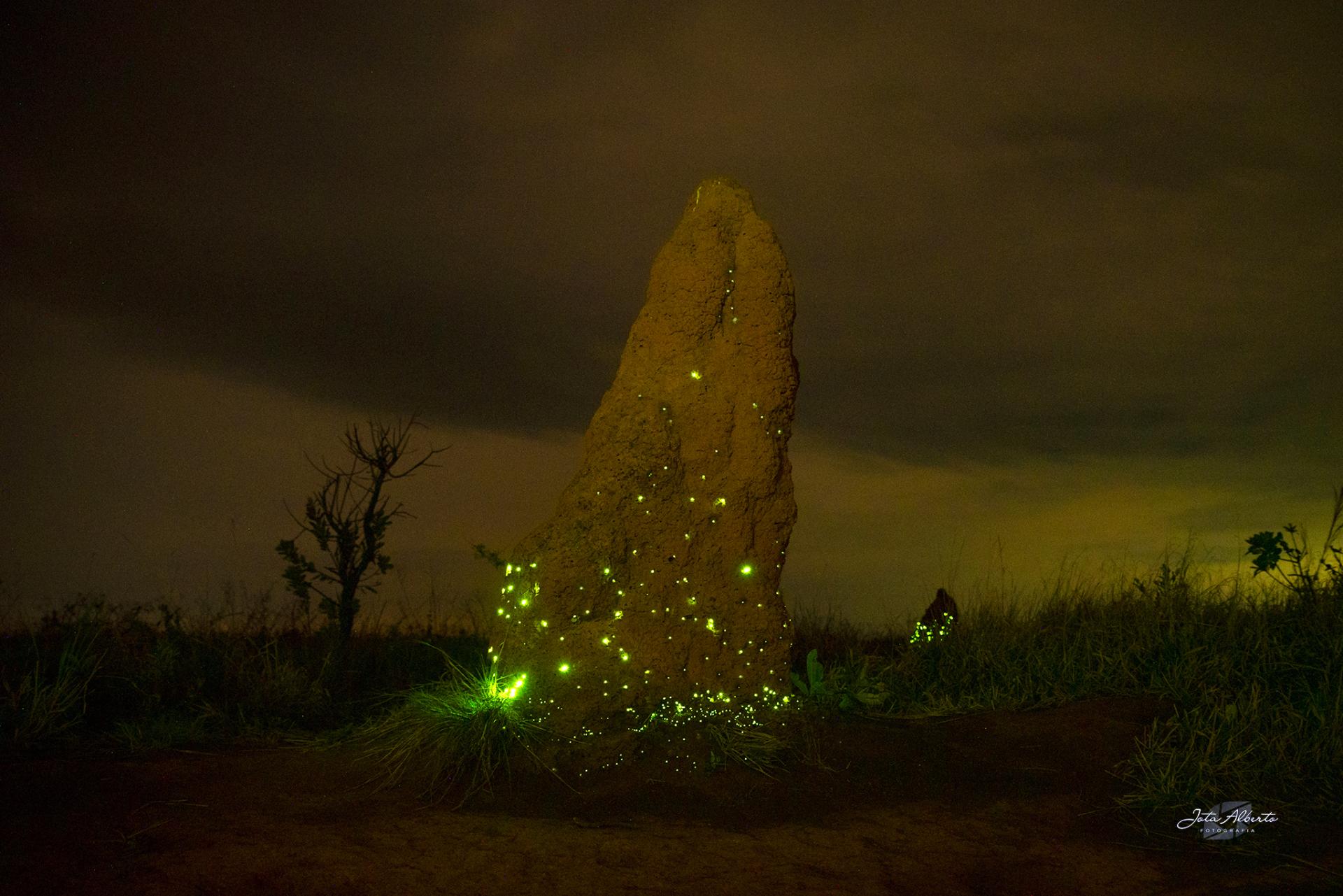 Diversidade de besouros bioluminescentes no cerrado diminuiu em 30 anos