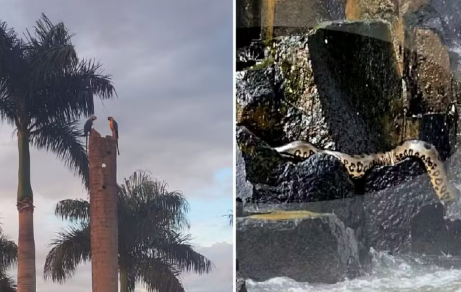 Hotel onde sucuri foi flagrada ‘tomando sol’ em cachoeira costuma receber visitas de outros animais silvestres