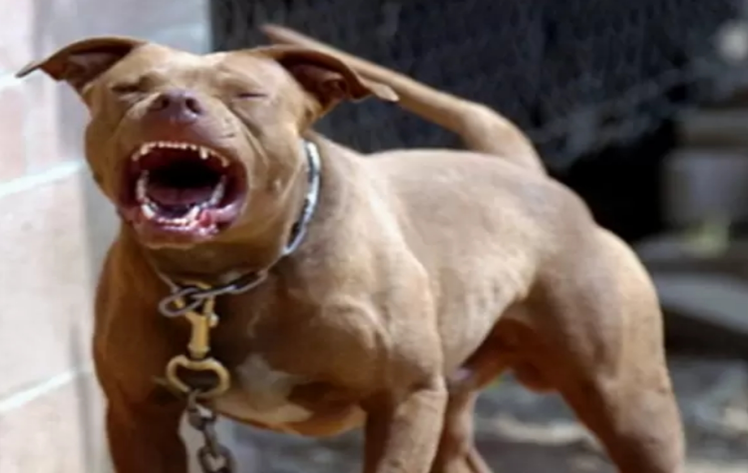 Pitbull solto ataca e deixa cachorros gravemente feridos em Chapadão do Sul.