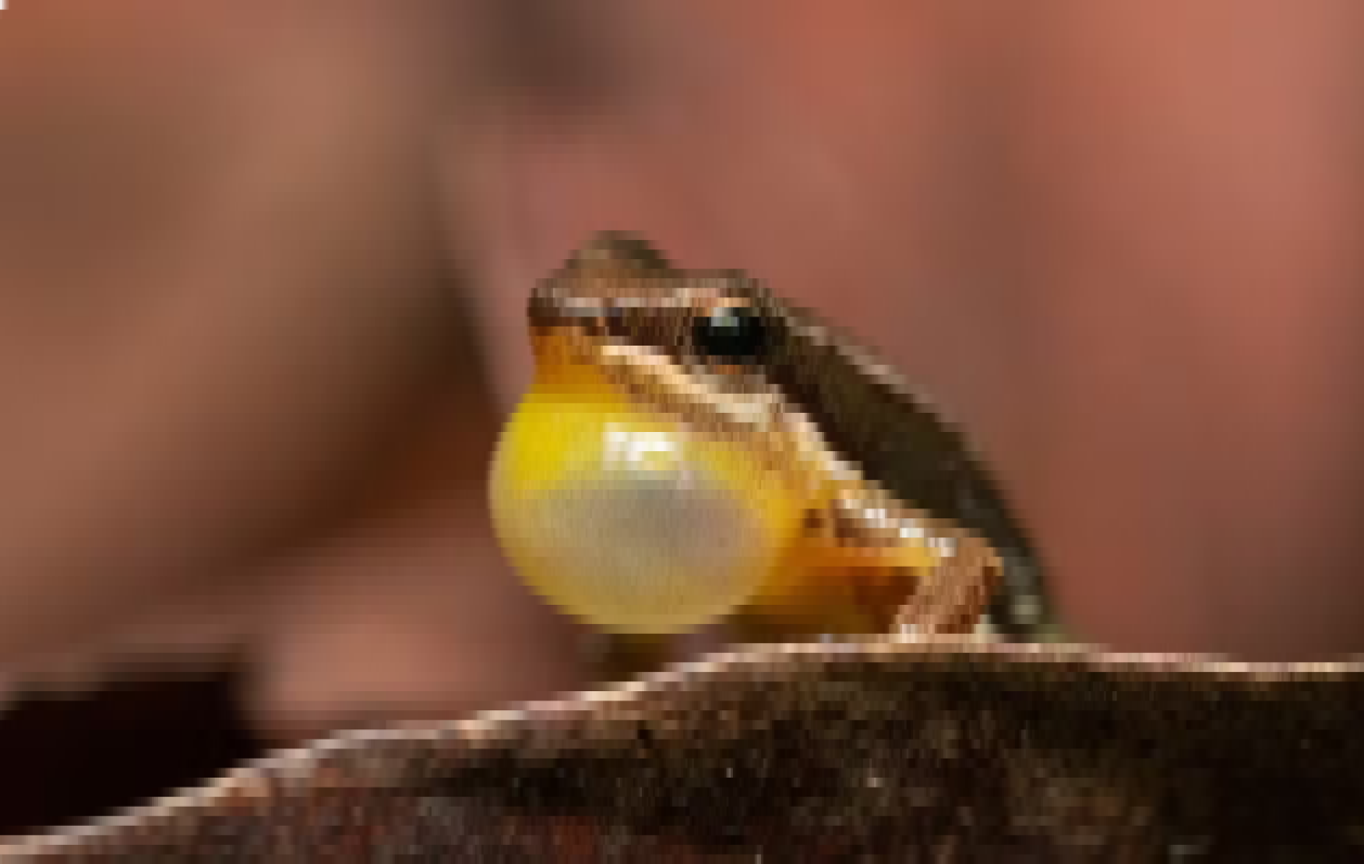 Sapo-foguetinho: conheça anfíbio de dois centímetros que pode virar símbolo do Cerrado