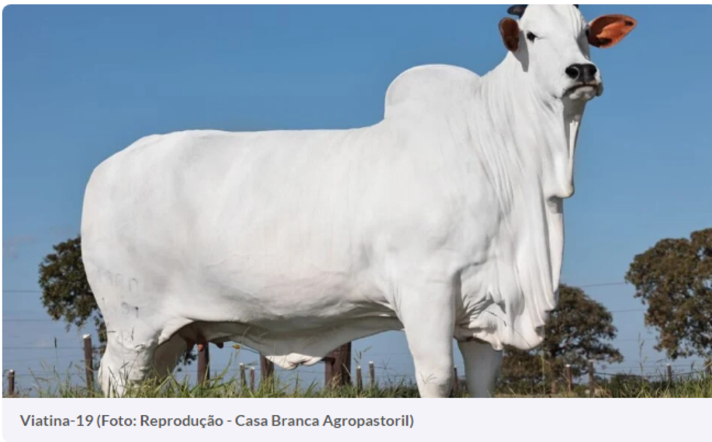 Vaca de Goiás é considerada a mais cara do mundo