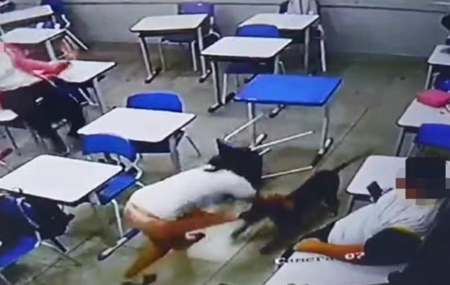 Cachorro que atacou aluna dentro de sala de aula é levado para ONG até que dono seja encontrado