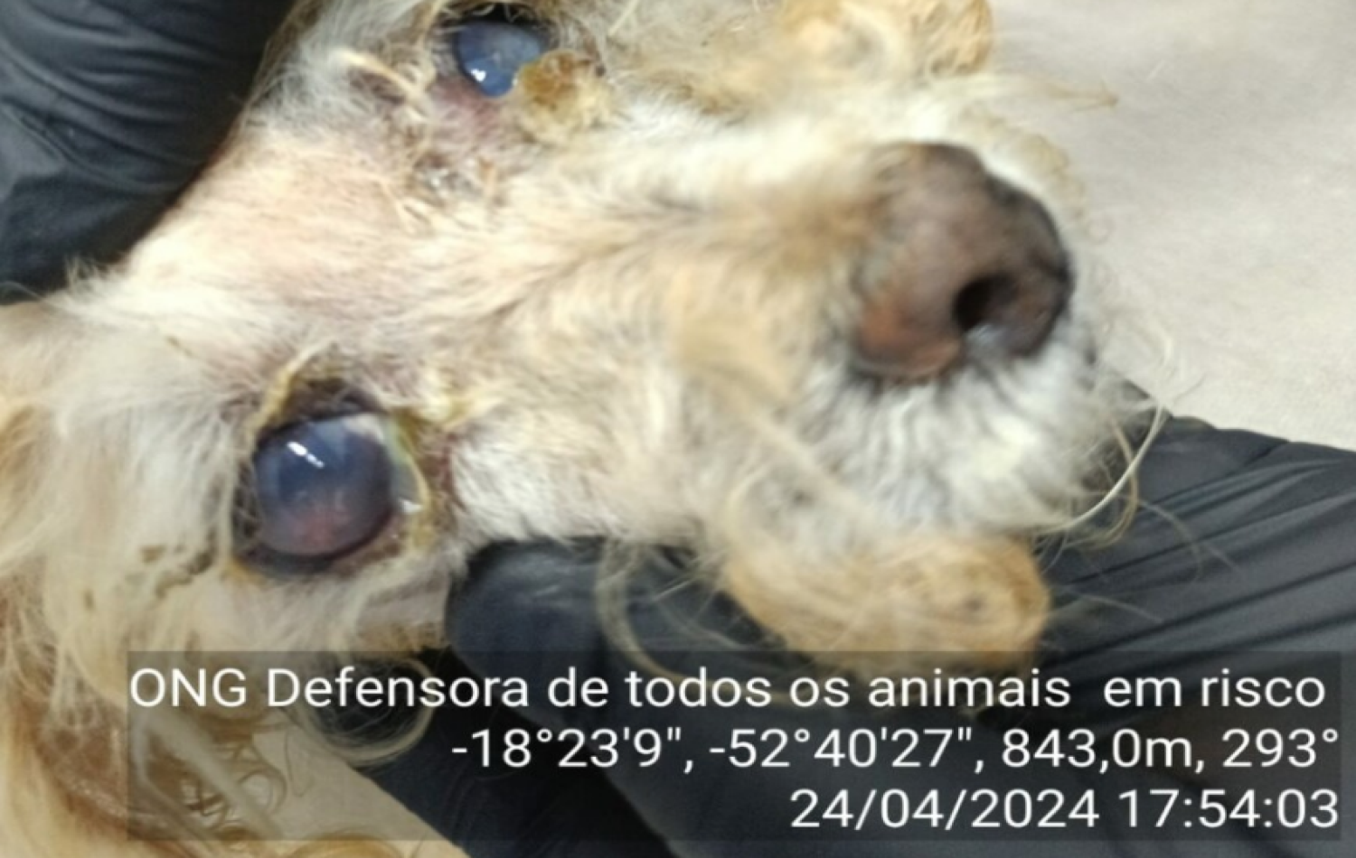 Polícia Civil e ONG resgatam cadela vítima de negligência em Chapadão do Céu
