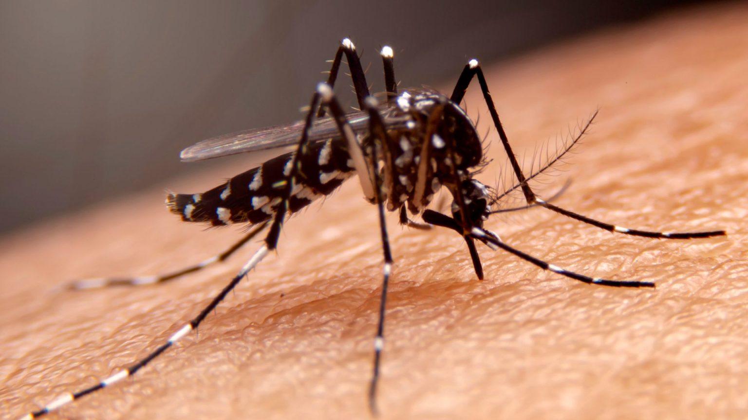 Brasil aparece em primeiro lugar no ranking da dengue no mundo