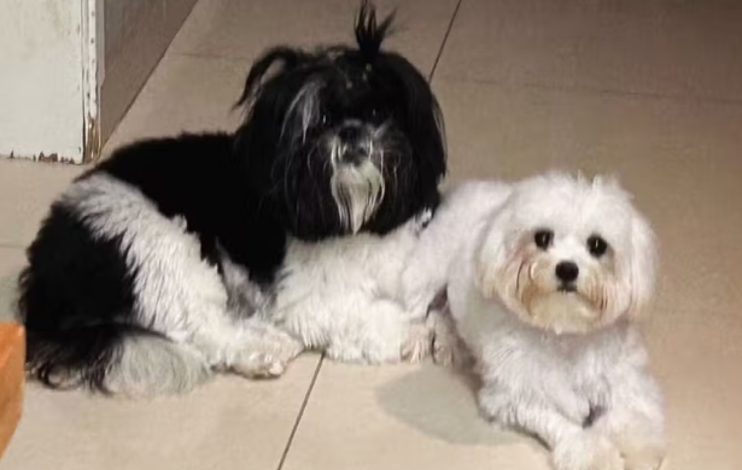 cadelas que morreram após serem esquecidas dentro de carro de pet shop