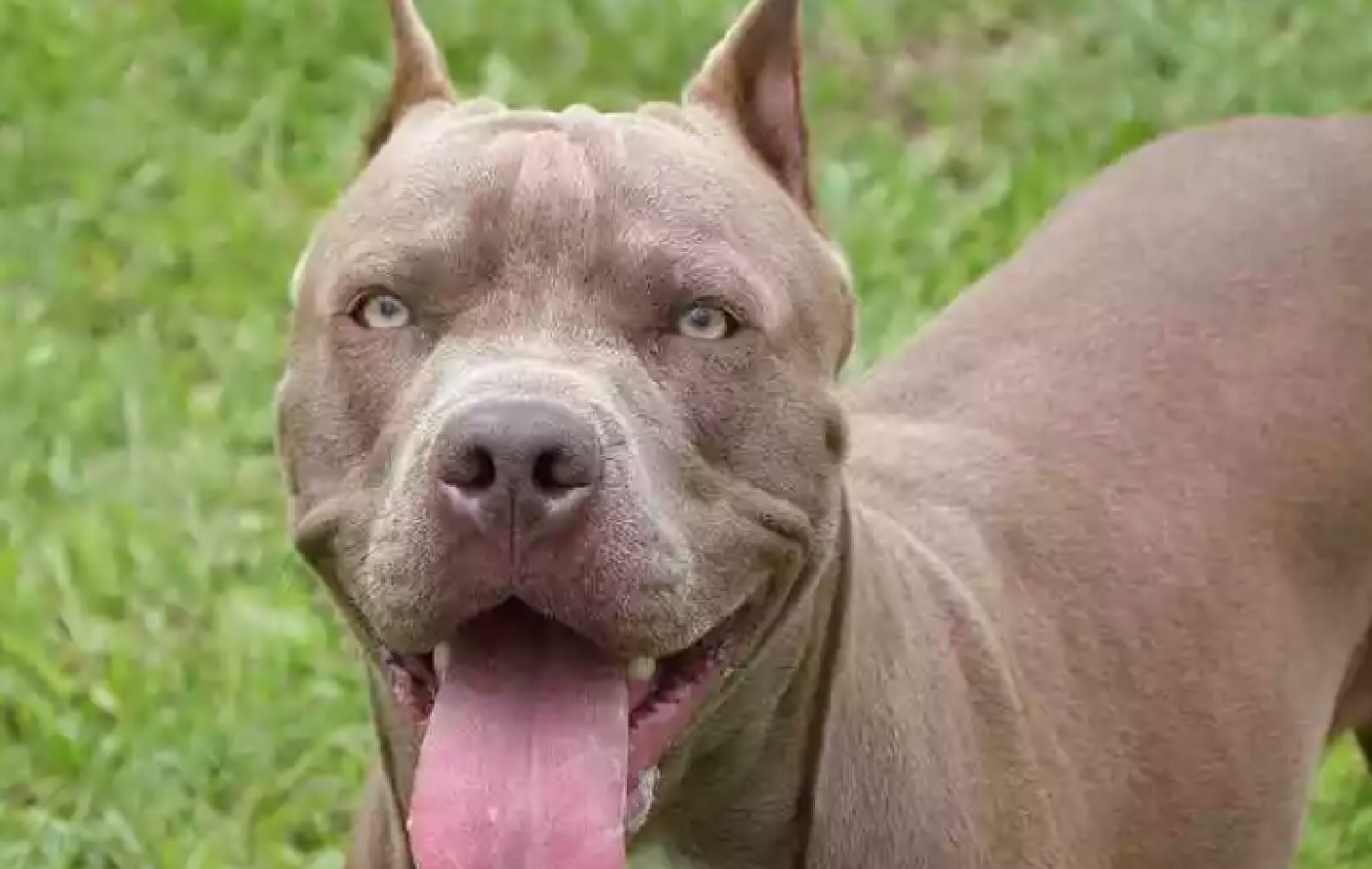 Pitbull arrasta idosa, mata pinscher e deixa outro à beira da morte em Costa Rica
