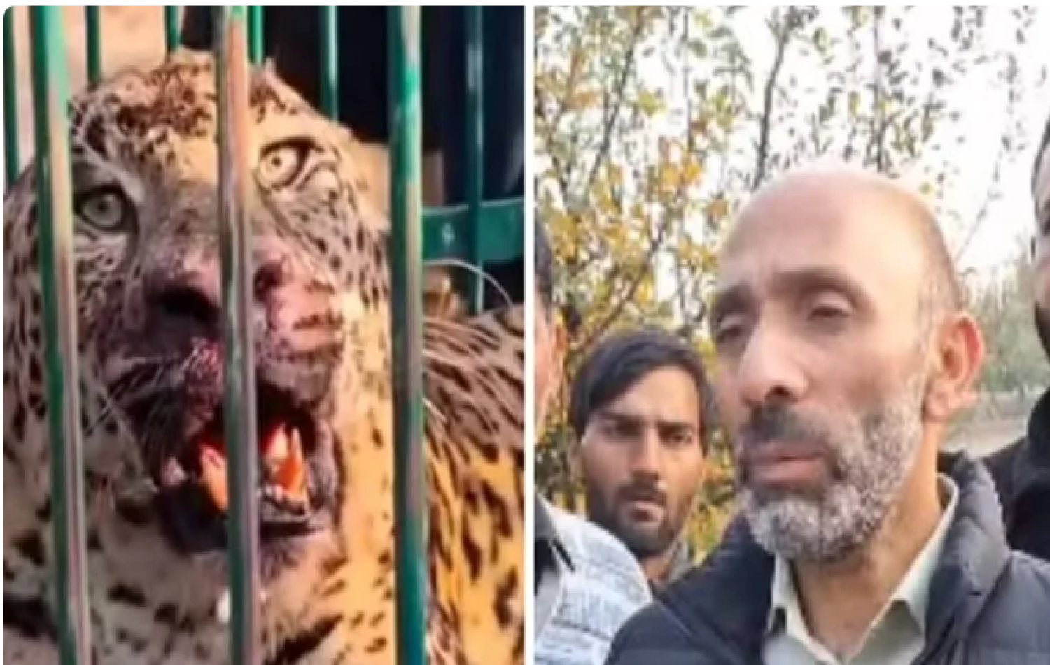 Criança de 2 anos é morta por leopardo no quintal de casa, na Índia
