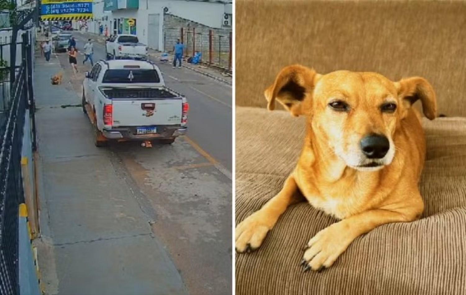 Pit bull ataca cachorro do vizinho e é morto por guarda; imagens são fortes