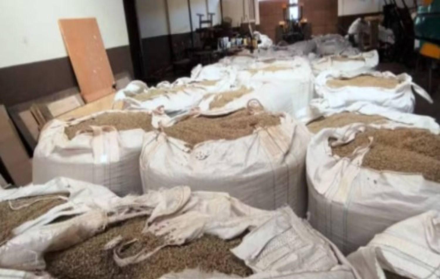Com preço em alta, ladrões furtam até café no pé em Minas Gerais