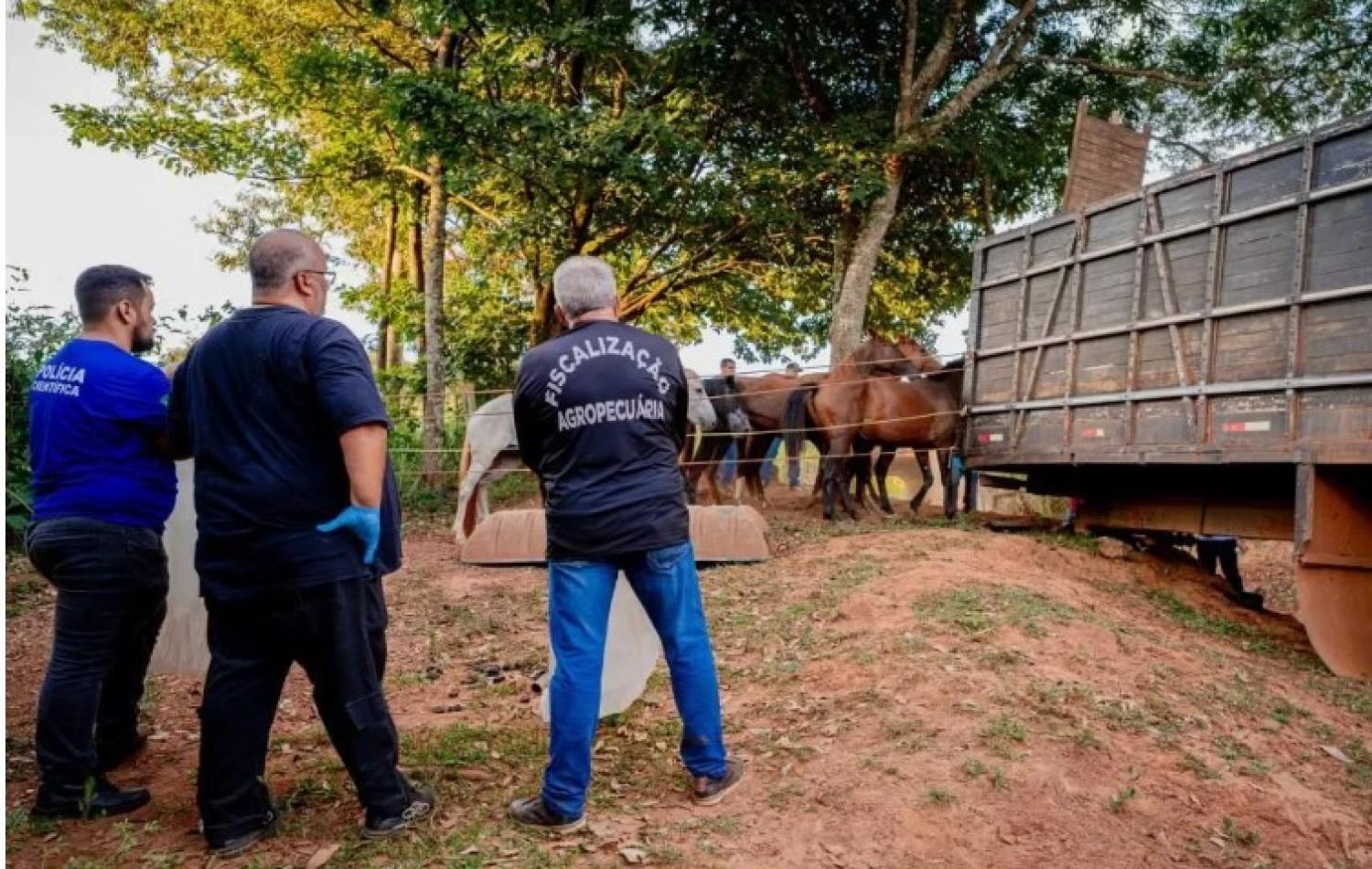 Fechado abatedouro clandestino de cavalos para produção de hambúrguer