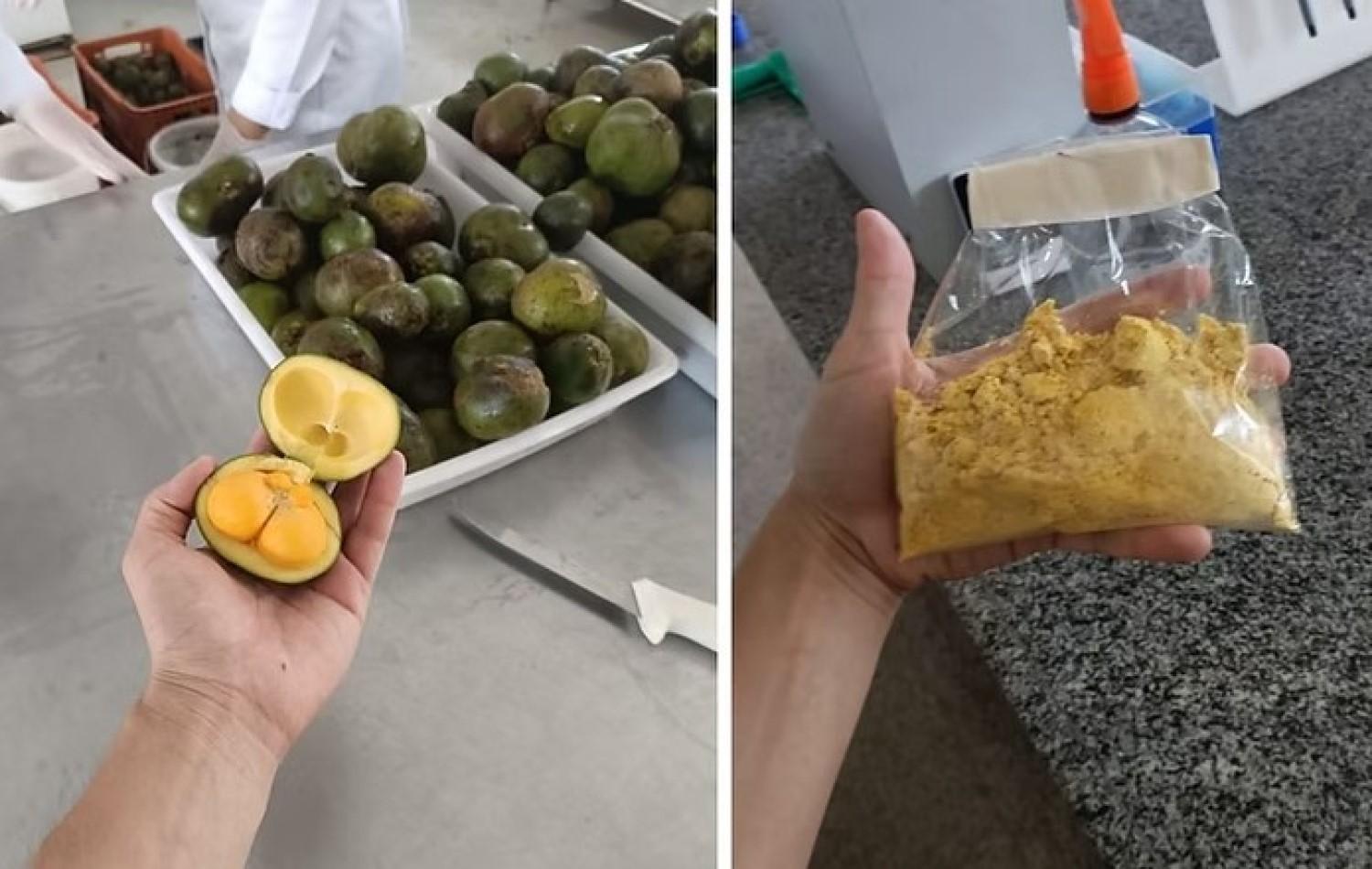 Pequi em pó: pesquisa da UFG desenvolve variação do fruto para ser usada na culinária e na indústria farmacêutica