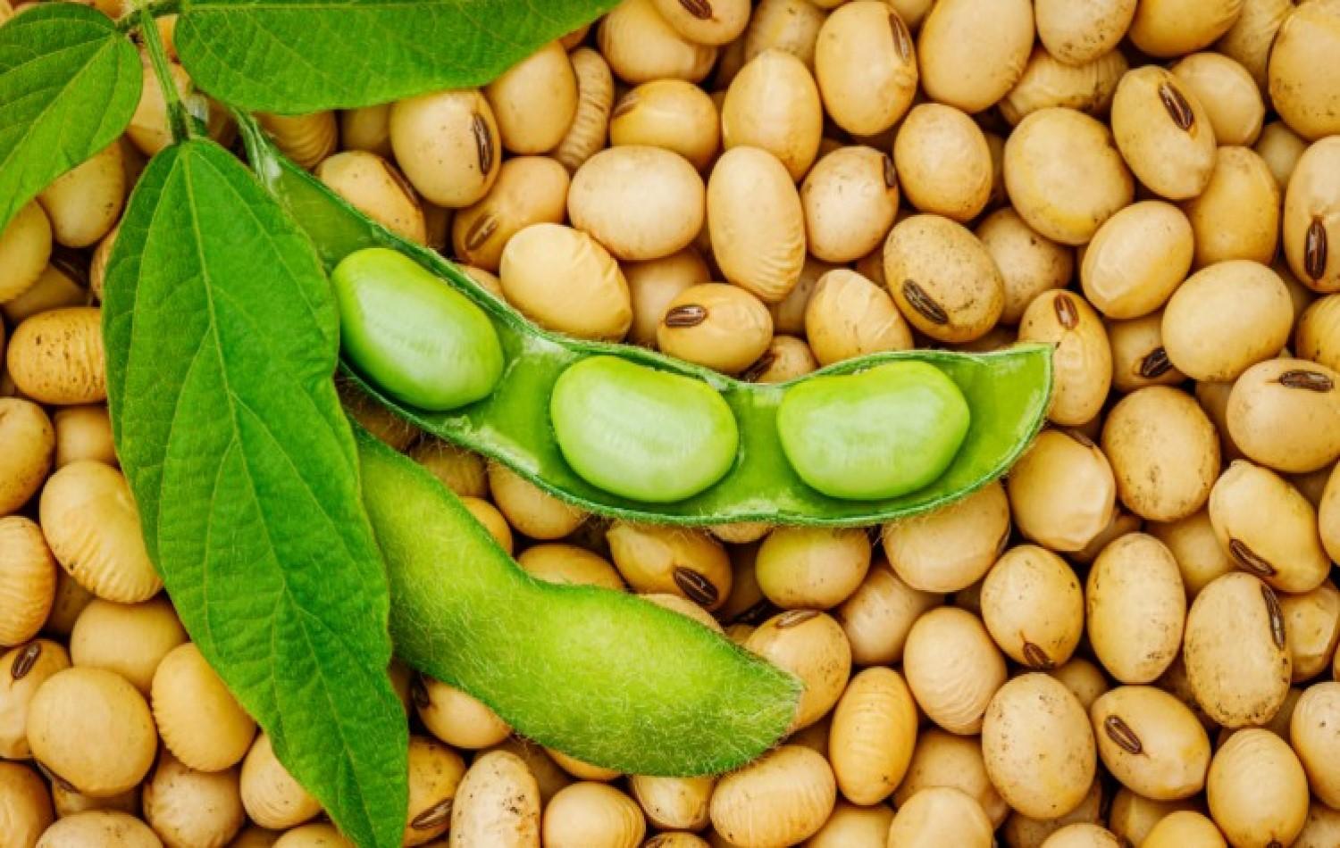 Cientistas testam primeira soja editada geneticamente no Brasil