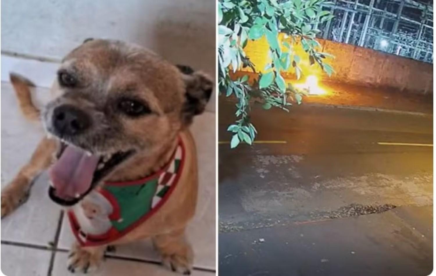 Família deve ser indenizada em R$ 48 mil após cachorro levar choque e morrer