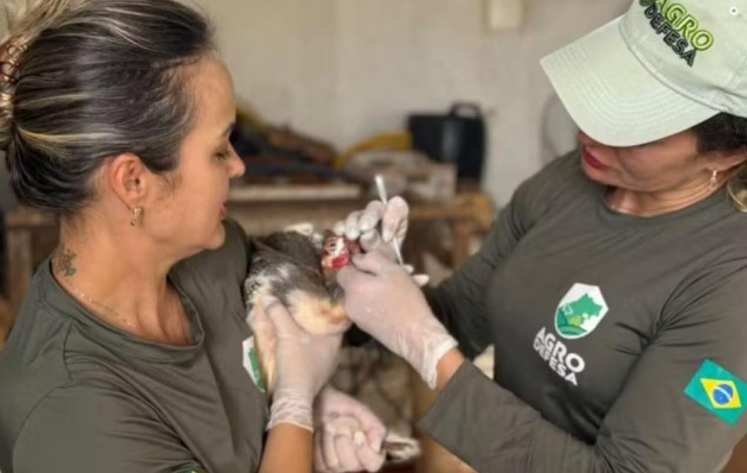 Gripe aviária: Goiás decreta situação de emergência zoossanitária preventiva