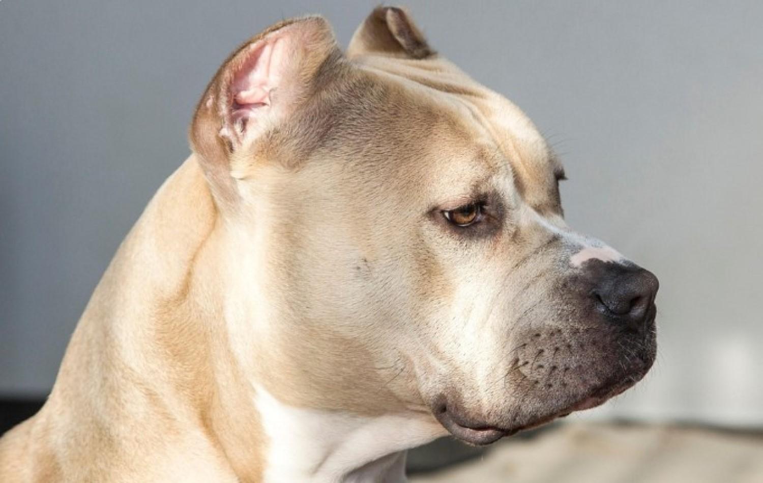 Pitbull mata criança de dez meses em Goiânia