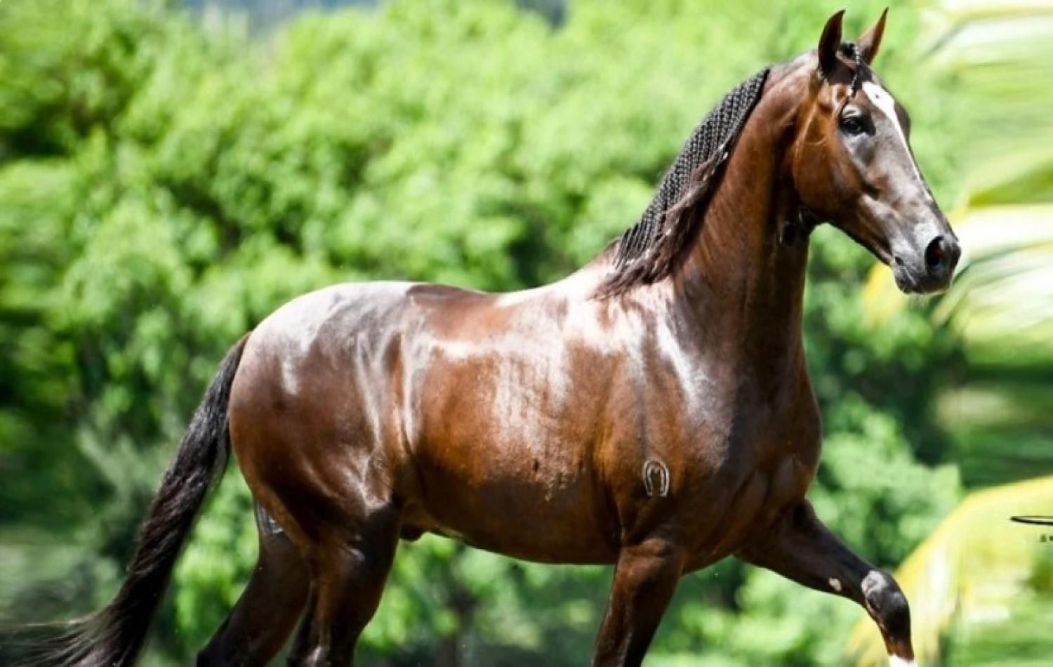 Cavalo de R$ 12 milhões teria morrido após comer ração de fábrica de Goiás, diz advogada