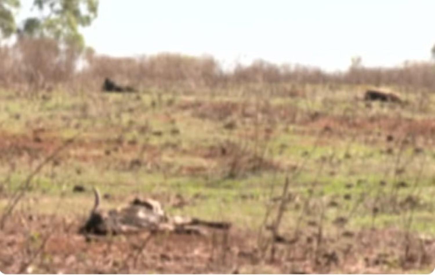 Mais de 80 cabeças de gado morrem em fazenda de Goiás por maus-tratos, diz delegado