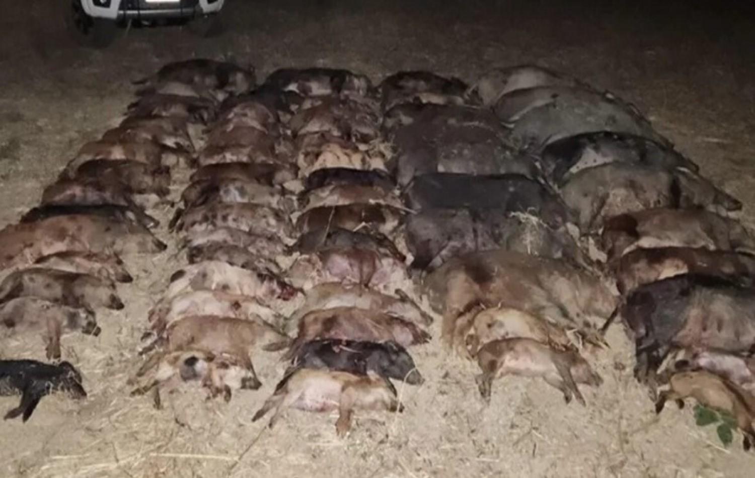 Mais de 60 javalis são abatidos em cidade goiana em uma única noite; entenda