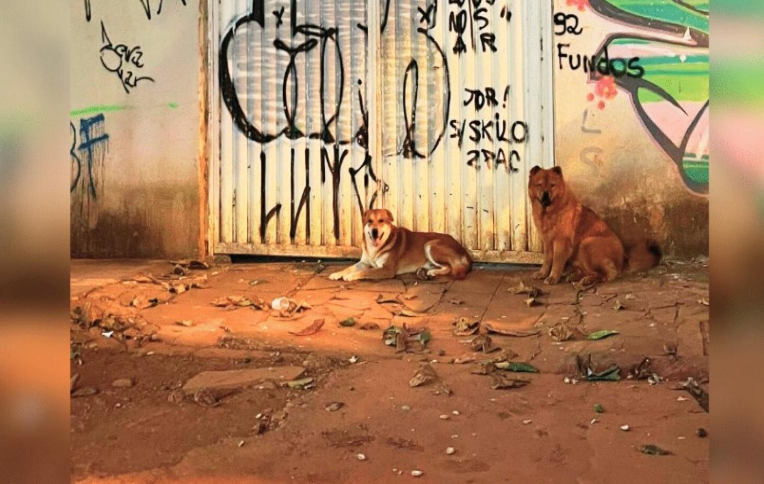 Cães sem coleira no Setor Sul: vizinhos fizeram vaquinha para consertar portão de tutora e parar matança de gatos