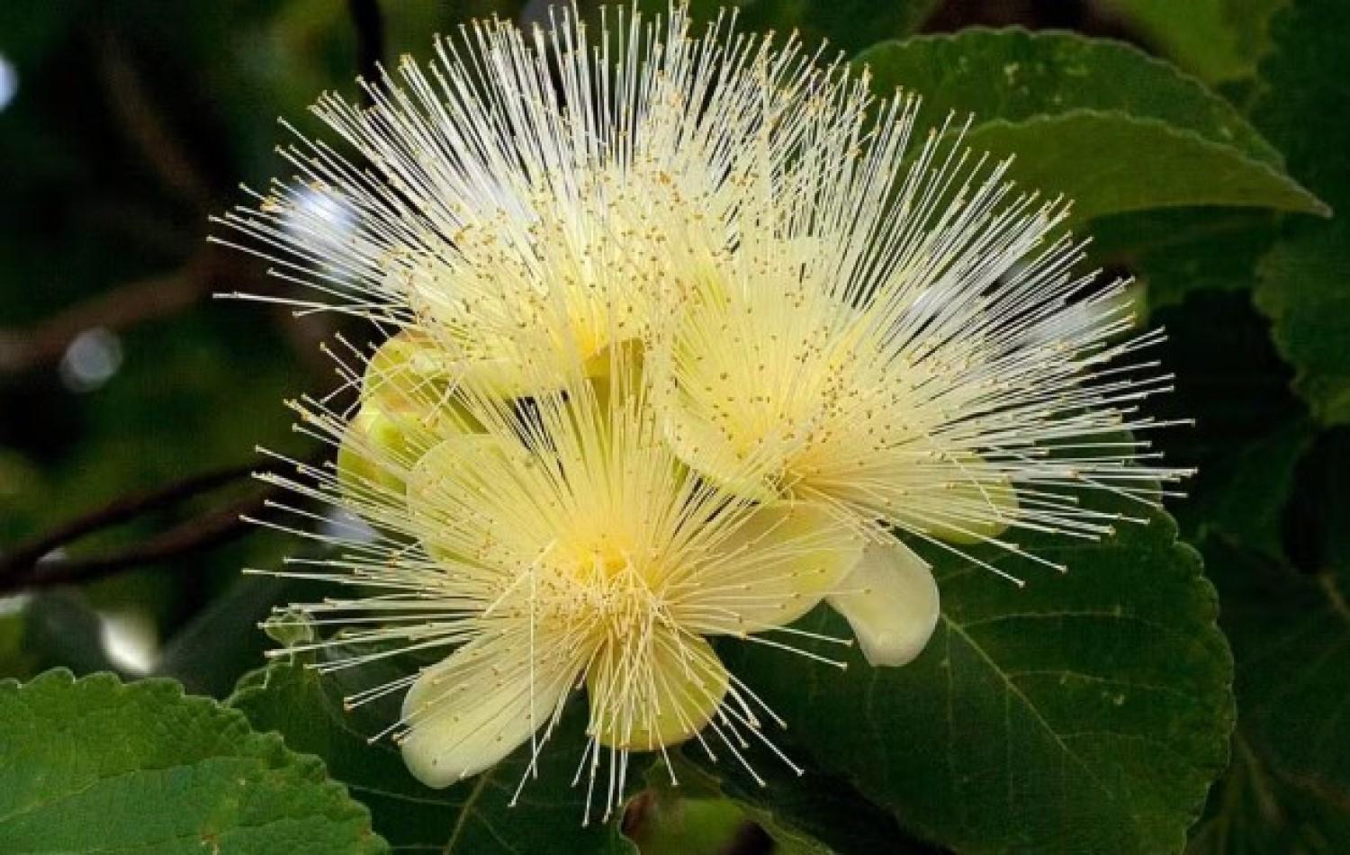 Plantas medicinais do Cerrado podem desaparecer até 2060 por causa de mudanças climáticas, aponta pesquisa