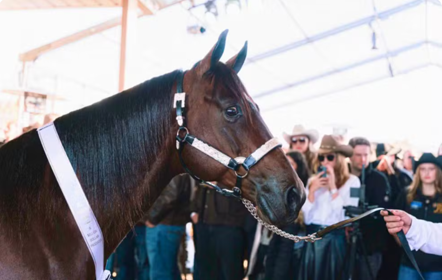 Cavalo de R$ 22 milhões e genética internacional: conheça mercado de animais de elite que movimenta Goiás