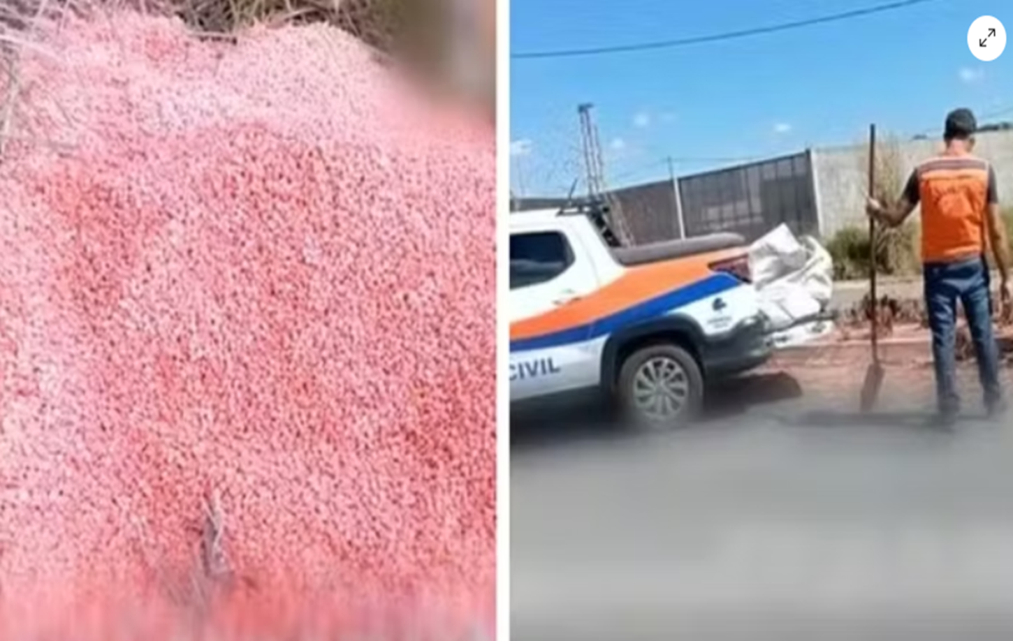 Milho rosa: mais de meia tonelada de grãos tóxicos são jogados em rua, em Goiás