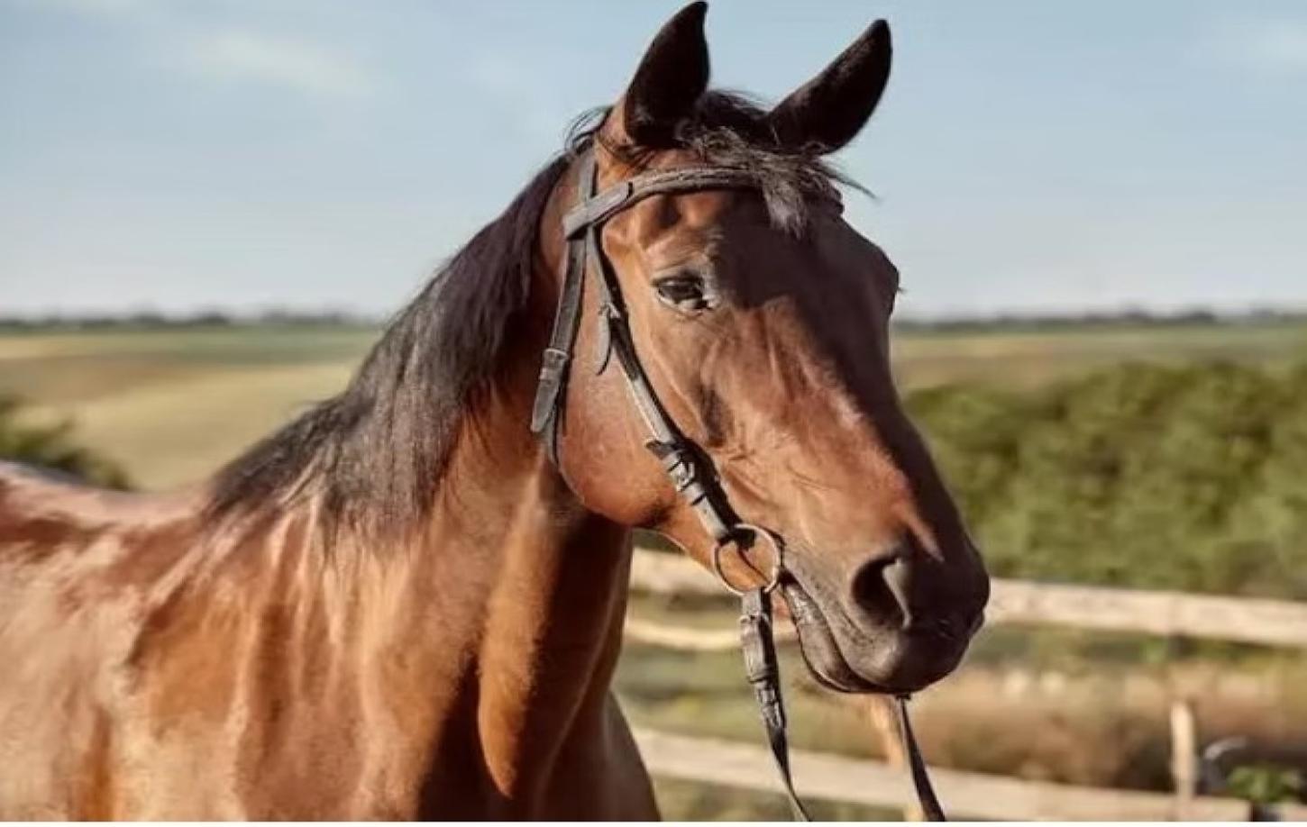 Menina de 3 anos morre após cair de cavalo em Bela Vista de Goiás